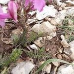 Pedicularis gyroflexa leaf picture by Eric Rebsamen (cc-by-sa)