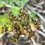 Conioselinum scopulorum leaf picture by Joseph Littlehorn (cc-by-sa)