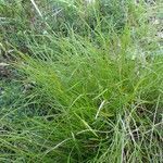 Carex humilis habit picture by Yoan MARTIN (cc-by-sa)