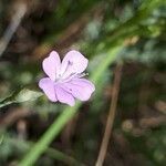 Petrorhagia prolifera flower picture by Jacques Maréchal (cc-by-sa)