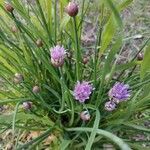 Allium schoenoprasum flower picture by Céline Carbonnel (cc-by-sa)