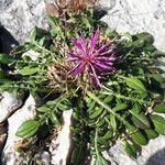 Centaurea raphanina flower picture by dimitris log (cc-by-sa)