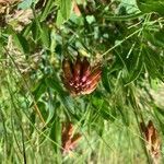 Trifolium alpinum fruit picture by Serge Beuchat (cc-by-sa)