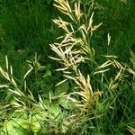 Bromus inermis leaf picture by Charles Small (cc-by-sa)