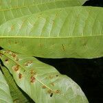 Naucleopsis naga leaf picture by Nelson Zamora Villalobos (cc-by-nc)