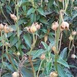 Cistus laurifolius fruit picture by Fresno Conrado (cc-by-sa)