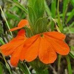 Crossandra massaica flower picture by susan brown (cc-by-sa)