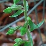 Epipactis leptochila flower picture by Barry Cornelius (cc-by-sa)