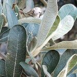 Tarchonanthus camphoratus leaf picture by Maarten Vanhove (cc-by-sa)