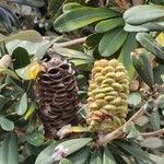 Banksia integrifolia fruit picture by Danielle Stig (cc-by-sa)