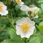 Rosa multiflora flower picture by Joe Beal (cc-by-sa)