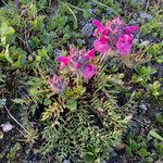 Pedicularis rosea habit picture by Fabien Anthelme (cc-by-sa)