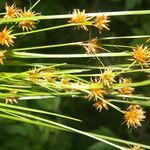 Rhynchospora holoschoenoides habit picture by Nelson Zamora Villalobos (cc-by-nc)