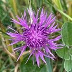 Centaurea hanryi flower picture by laurent boniface (cc-by-sa)