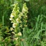 Pedicularis ascendens flower picture by Gottfried Zivithal (cc-by-sa)