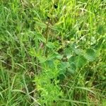 Hypericum tetrapterum habit picture by Michal Swiecicki (cc-by-sa)