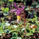 Calypso bulbosa flower picture by Martin Bishop (cc-by-sa)