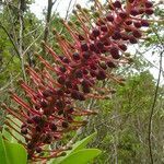 Schwartzia brasiliensis flower picture by Renato Lima (cc-by-nc-sa)