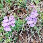 Penstemon secundiflorus flower picture by Tanya Fedor (cc-by-sa)