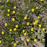 Ranunculus alismifolius flower picture by christine Lesca Maillard (cc-by-sa)