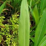 Alpinia calcarata leaf picture by Asim Kumar Mishra (cc-by-sa)