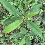 Magnolia virginiana leaf picture by Richard Wilkens (cc-by-sa)