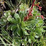 Saxifraga cotyledon leaf picture by Fabien Anthelme (cc-by-sa)