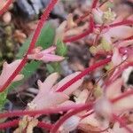 Saxifraga tridactylites leaf picture by Christophe coudot (cc-by-sa)