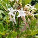 Rhododendron viscosum flower picture by Matthias Foellmer (cc-by-sa)