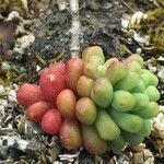 Sedum atratum fruit picture by Daniel Barthelemy (cc-by-nc)