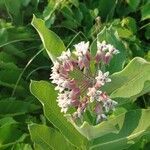 Asclepias syriaca flower picture by Dustin Schwanger (cc-by-sa)