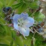 Echium virescens flower picture by bas yves (cc-by-sa)