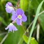 Veronica ponae flower picture by Francois Mansour (cc-by-sa)