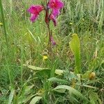 Gladiolus communis habit picture by Stéphan PLAS (cc-by-sa)