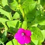 Petunia integrifolia habit picture by Trap Hers (cc-by-sa)