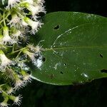 Neomirandea araliifolia leaf picture by Nelson Zamora Villalobos (cc-by-nc)