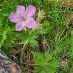 Geranium viscosissimum flower picture by Michael Finch (cc-by-sa)