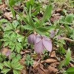 Helleborus purpurascens flower picture by julia ban (cc-by-sa)