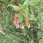 Impatiens glandulifera habit picture by David Hocken (cc-by-sa)