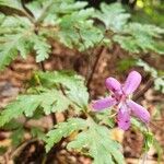 Geranium reuteri flower picture by joselu_4 (cc-by-sa)