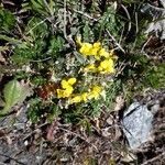 Morisia monanthos habit picture by beurny (cc-by-sa)