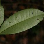 Myrcia decorticans leaf picture by Jean-François Molino (cc-by-sa)