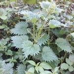 Urtica atrovirens habit picture by beurny (cc-by-sa)