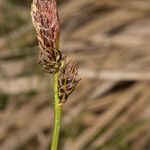 Carex ericetorum flower picture by Martin Bishop (cc-by-sa)