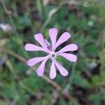 Silene colorata flower picture by Cordobés Agustín (cc-by-sa)