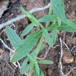 Stachys recta leaf picture by Valérie (cc-by-sa)