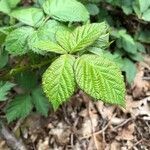 Rubus ferocior leaf picture by Timo Strik (cc-by-sa)