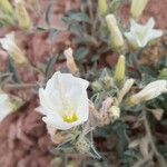 Convolvulus valentinus flower picture by salah eddine lakas (cc-by-sa)