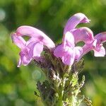 Pedicularis gyroflexa flower picture by francois tissot (cc-by-sa)