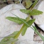 Nonea echioides leaf picture by González Navarro (cc-by-sa)